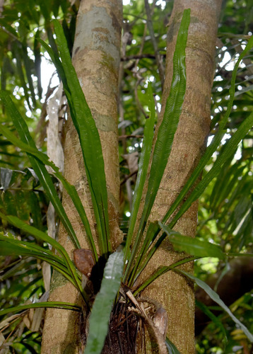 Asplenium simplicifrons observed 2025-11-16