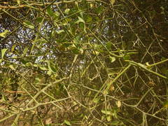 Balanites aegyptiaca