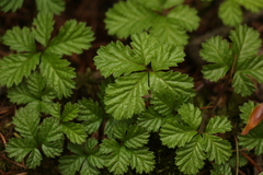 Rubus nepalensis