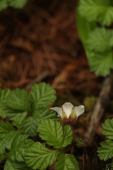 Rubus nepalensis