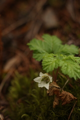 Rubus nepalensis