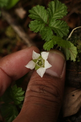 Rubus nepalensis