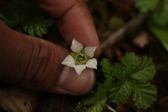 Rubus nepalensis