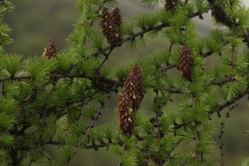 Image of Larix griffithii by (c) Siddarth Machado, some rights reserved (CC BY)