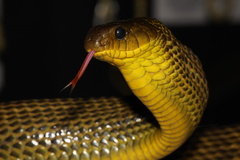 Amazon Puffing Snake photo 2