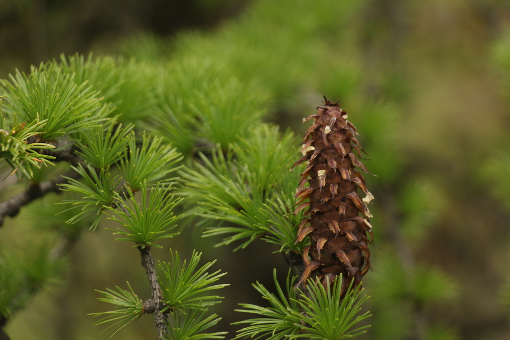 Sikkim larch