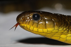 Amazon Puffing Snake photo 4