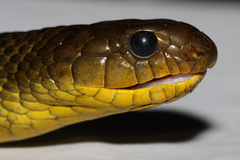 Amazon Puffing Snake photo 5