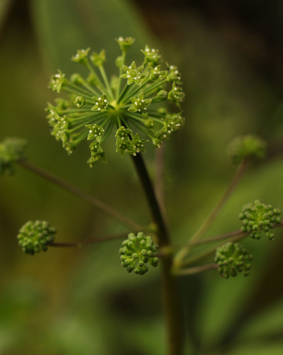 Panax pseudoginseng