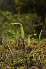 Arisaema jacquemontii