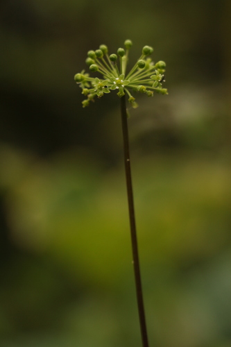 Panax pseudoginseng, photograph 4