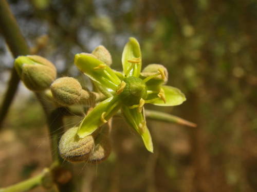 simple-thorned greenthorn