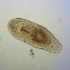 Macrostomum