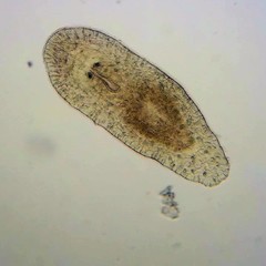 Macrostomum