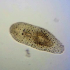 Macrostomum