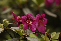 Rhododendron lepidotum