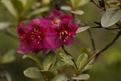 Rhododendron lepidotum