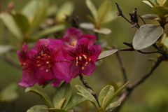 Rhododendron lepidotum