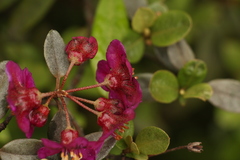 Rhododendron lepidotum
