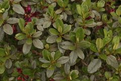 Rhododendron lepidotum