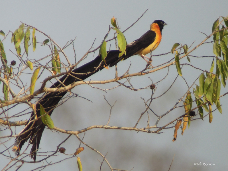 Exclamatory Paradise Whydah