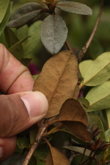 Rhododendron lepidotum