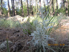 Artemisia ludoviciana