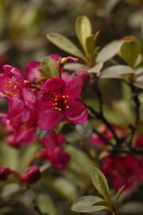 Rhododendron lepidotum