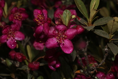 Rhododendron lepidotum