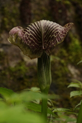 Arisaema griffithii