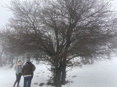 Prunus ursina