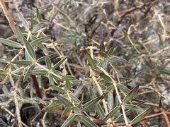 Rubia tenuifolia