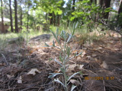 Artemisia ludoviciana