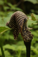 Arisaema griffithii