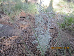 Artemisia ludoviciana