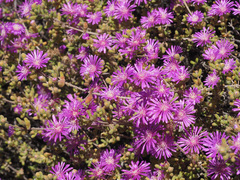 Drosanthemum