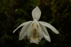 Pleione hookeriana