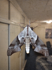 Coequosa australasiae