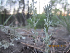 Artemisia ludoviciana