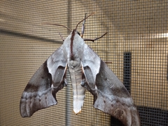 Coequosa australasiae