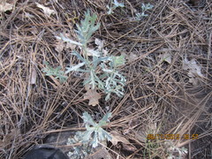 Artemisia ludoviciana