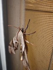 Coequosa australasiae
