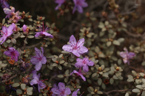 Rhododendron nivale, photograph 3