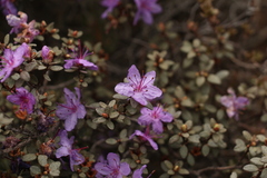 Rhododendron nivale