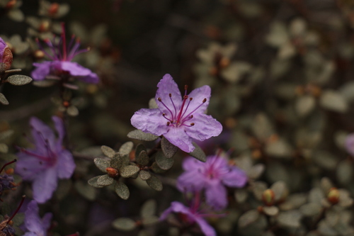 Rhododendron nivale, photograph 4