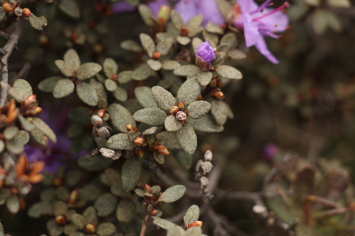 Rhododendron nivale, photograph 5