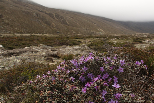 Rhododendron nivale, photograph 6
