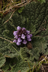 Phlomoides rotata