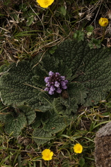 Phlomoides rotata