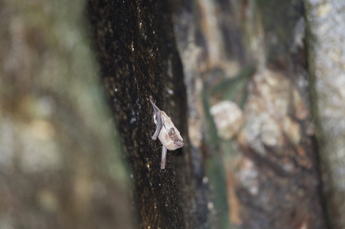 Coastal Sheath-tailed Bat
